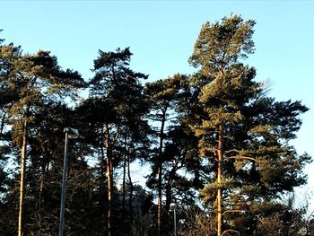 Low angle view of trees against sky