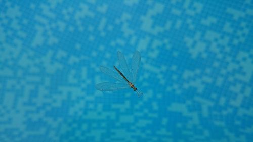 Directly above shot of insect on swimming pool