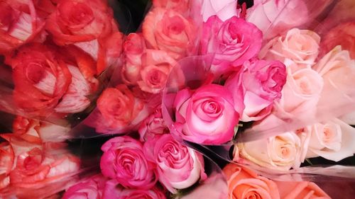 Close-up of pink roses