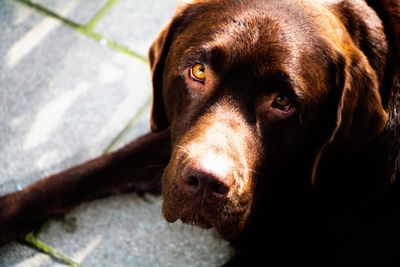 Close-up portrait of dog