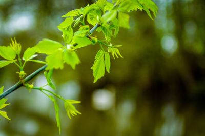Close-up of fresh green plant