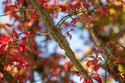 Low angle view of plant