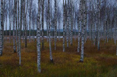 Bare trees in forest