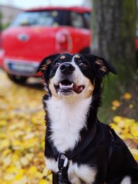 Portrait of dog sticking out tongue