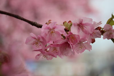 Close-up of pink cherry blossom