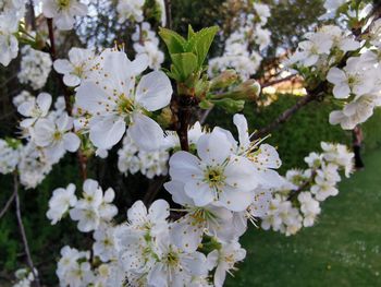 Close-up of white cherry blossoms in spring