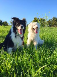 Low angle view of dogs on grass against clear blue sky