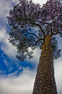 Low angle view of tree against sky