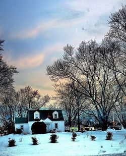 Bare trees on snow covered landscape