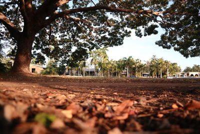 Surface level of trees on field against sky