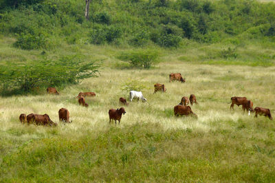 Horses in a field