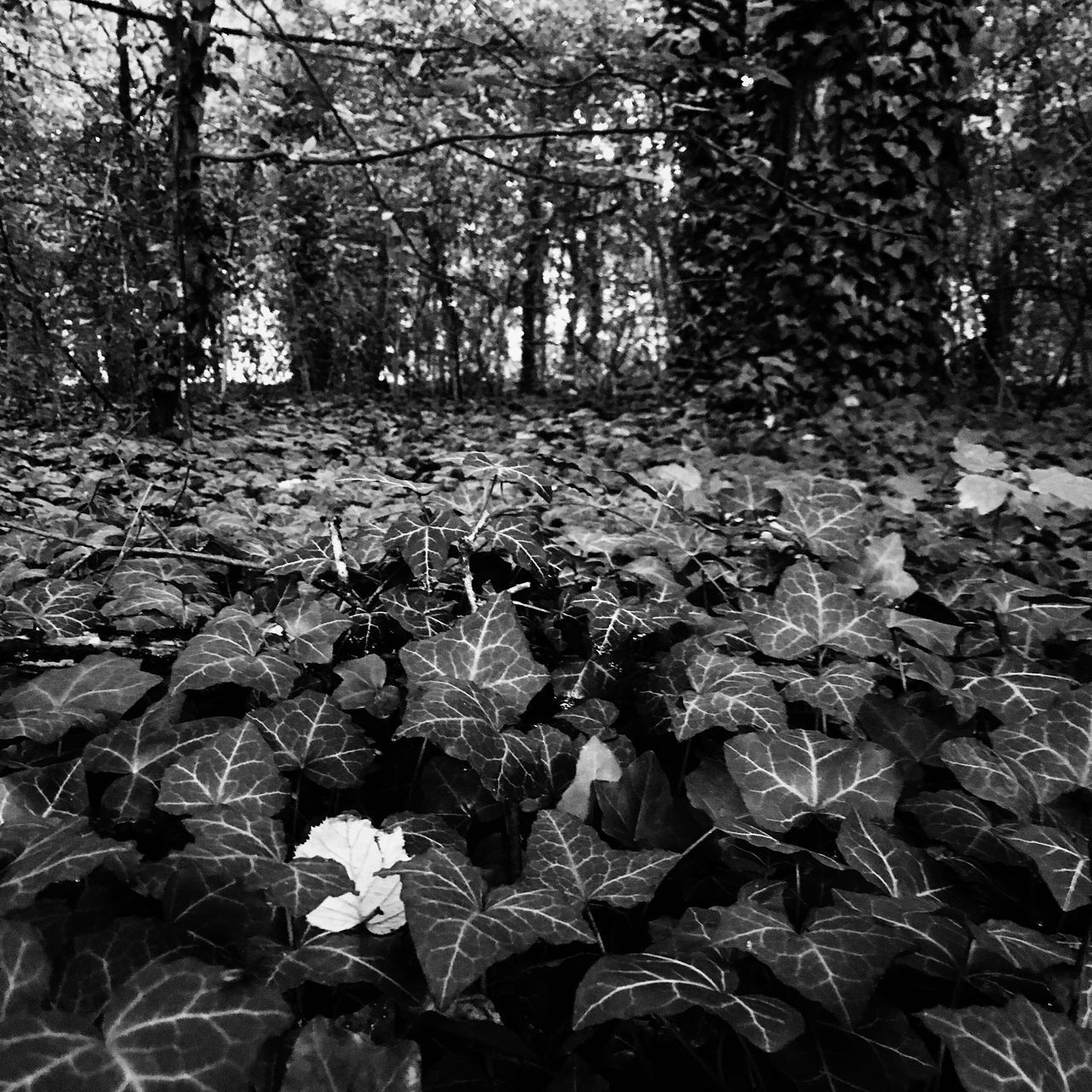 SCENIC VIEW OF FLOWERING PLANTS IN FOREST