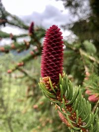 Close-up of pine cones on tree