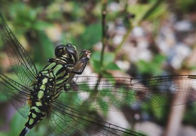 Close-up of spider on web