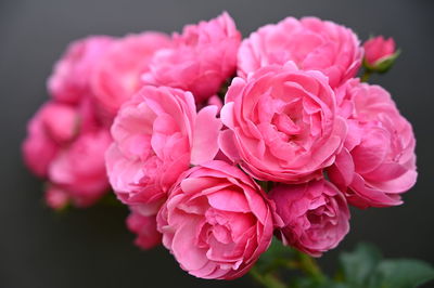 Close-up of pink roses