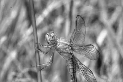 Close-up of dragonfly