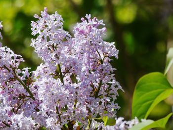 Close-up of purple flowering plant