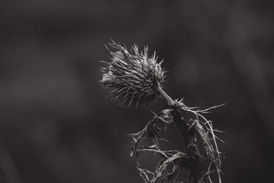 Close-up of wilted dandelion