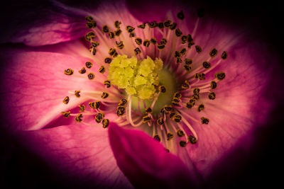 Close-up of pink rose flower