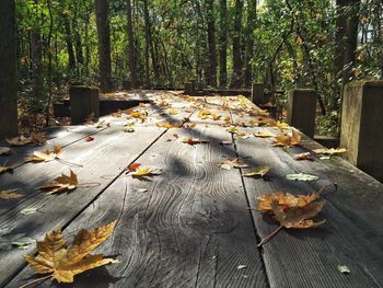 Fallen leaves in forest