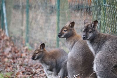 Two kangaroos