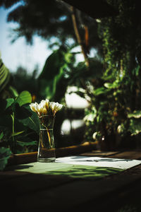 Close-up of flower in a glass jar on table