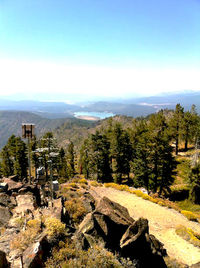 View of trees on mountain