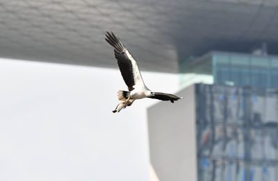 Close-up of bird flying