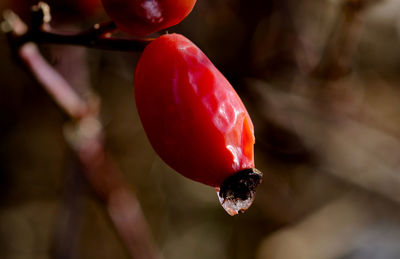 Close-up of red berries