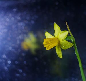 Close-up of raindrops on yellow flower