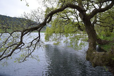 Scenic view of river amidst trees in forest against sky