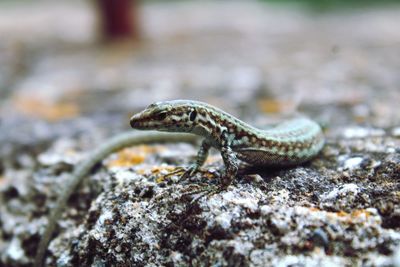 Close-up of lizard on rock