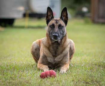 Portrait of dog with ball on field