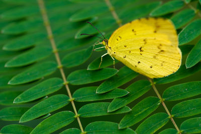 Close-up of butterfly on leaf