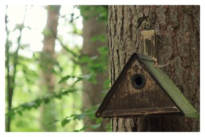Close-up of birdhouse on tree trunk