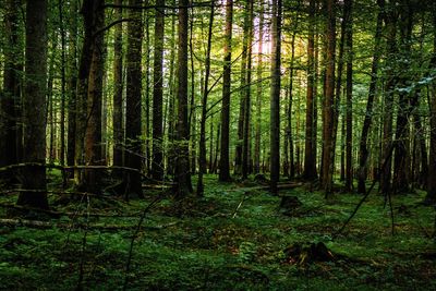 Pine trees in forest