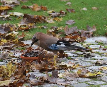 Close-up of duck on autumn leaves