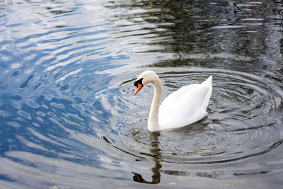 Close-up of swan swimming in lake