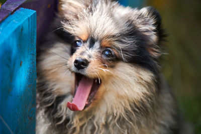 Pomeranian spitz puppy in garden, close up face portrait. cute pomeranian. puppy spitz pom dog