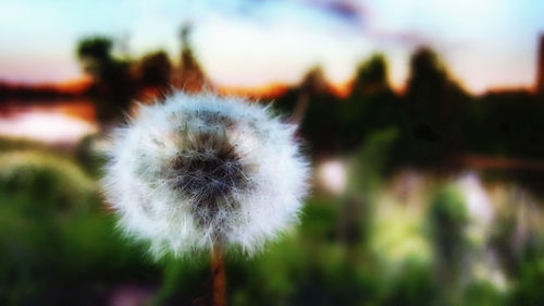 Close-up of dandelion flower