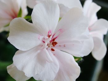 Close-up of white rose flower