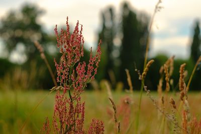 Close-up of flowering plants on field