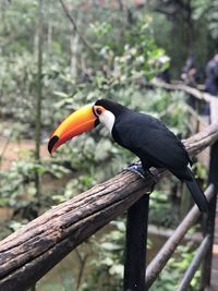 Bird perching on a tree