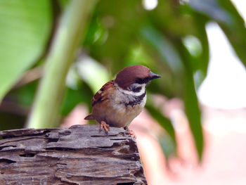 Close-up of bird perching on a tree