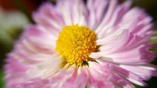 Close-up of bee pollinating on yellow flower