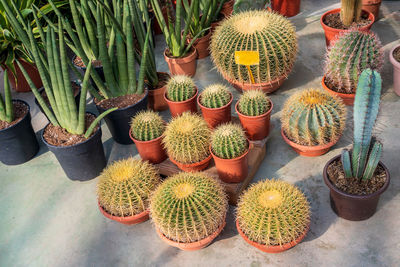 High angle view of potted cactus plants