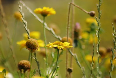 Close-up of yellow flowering plants on field