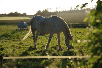 Horse grazing in a field