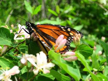 Close-up of butterfly pollinating on flower