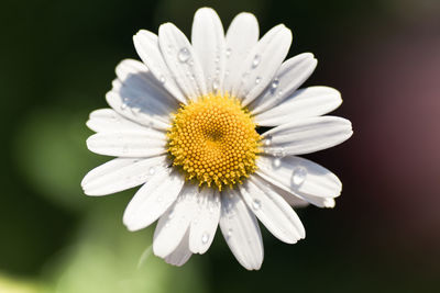 Close-up of white daisy flower against black background
